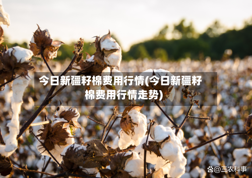 今日新疆籽棉费用行情(今日新疆籽棉费用行情走势)