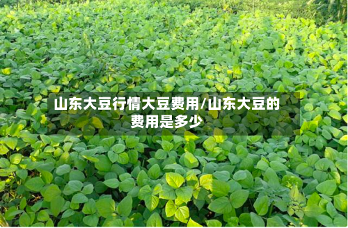 山东大豆行情大豆费用/山东大豆的费用是多少-第2张图片