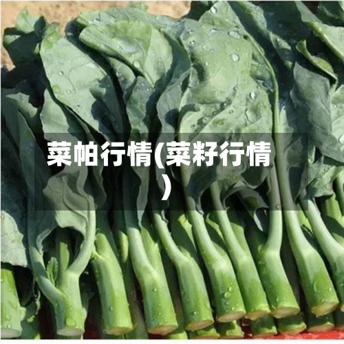 菜帕行情(菜籽行情)-第2张图片