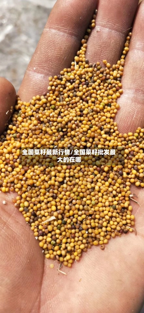 全国菜籽最新行情/全国菜籽批发最大的在哪-第3张图片