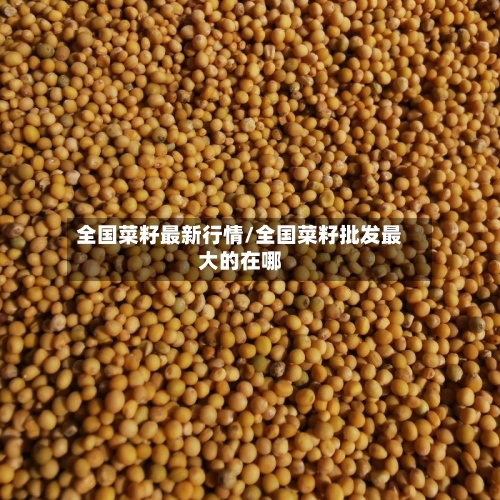 全国菜籽最新行情/全国菜籽批发最大的在哪