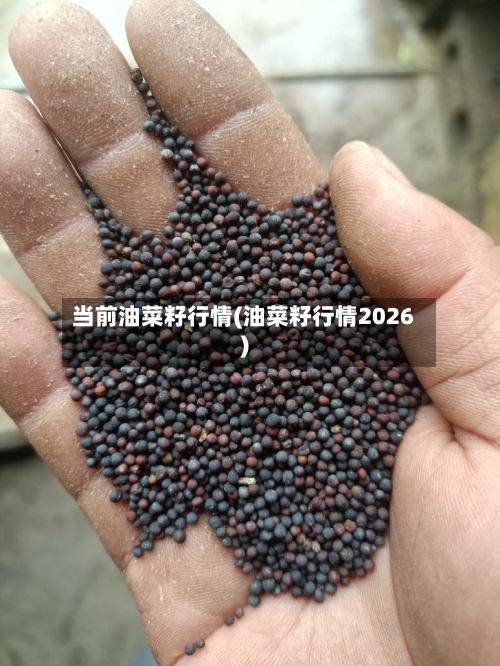 当前油菜籽行情(油菜籽行情2026)-第2张图片